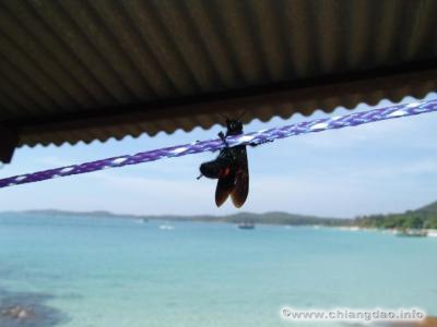 thumbs/0006---Koh-Samet--0070.jpg